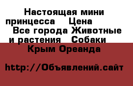 Настоящая мини принцесса  › Цена ­ 25 000 - Все города Животные и растения » Собаки   . Крым,Ореанда